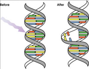 DNA-300×232